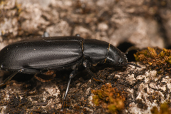 Alobates pensylvanicus