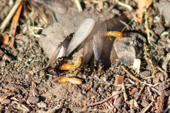 Reticulitermes hesperus