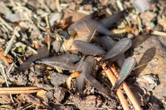 Reticulitermes hesperus