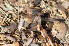 Reticulitermes hesperus