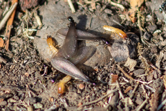 Reticulitermes hesperus