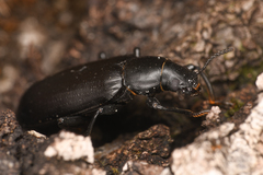 Alobates pensylvanicus