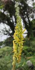 Crotalaria pallida