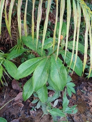 Costaceae