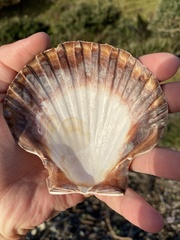 Pecten novaezelandiae