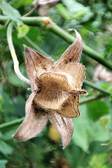 Hibiscus vitifolius