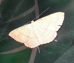 Eumelea rosalia