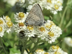Satyrium sylvinus
