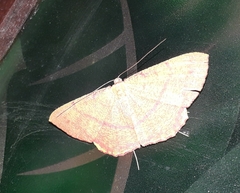 Eumelea rosalia