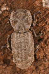 Phloeodes plicatus