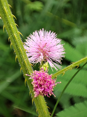 Mimosa diplotricha