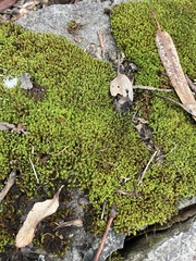 Racopilum cuspidigerum