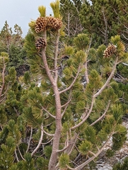 Pinus flexilis