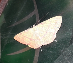 Eumelea rosalia