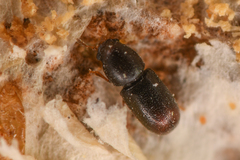 Ceracis