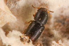 Ceracis