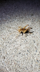 Ceuthophilus maculatus