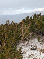 Pinus flexilis