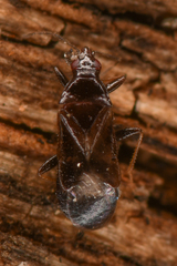 Anthocoridae