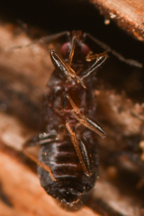 Anthocoridae
