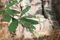 Rhododendron canescens