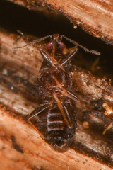 Anthocoridae