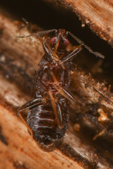 Anthocoridae