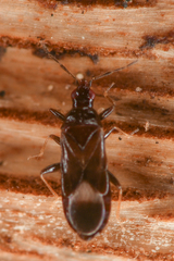 Anthocoridae