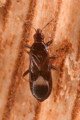 Anthocoridae
