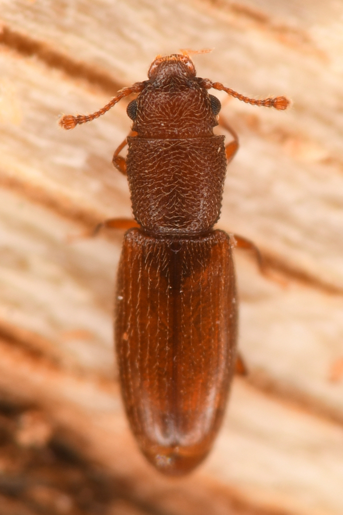 Hesperobaenus abbreviatus