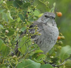 Mimus gundlachii