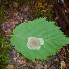 Cameraria corylisella