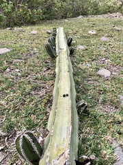 Lophocereus marginatus