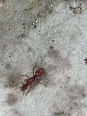 Ectatomma tuberculatum