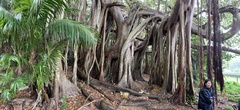 Ficus macrophylla