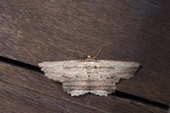 Menophra parahumeraria