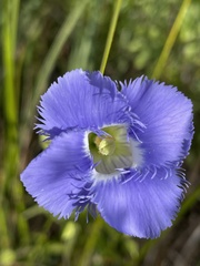 Gentianopsis virgata