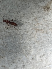 Ectatomma tuberculatum