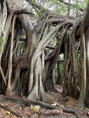 Ficus macrophylla