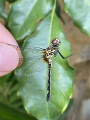 Dythemis sterilis