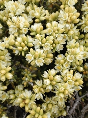 Spergularia arbuscula