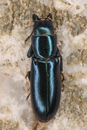 Pine Trogossitid Beetle photo 3