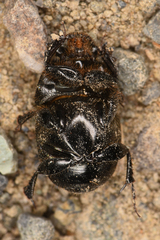 Onthophagus taurus
