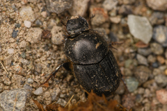 Onthophagus taurus