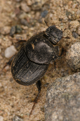 Onthophagus taurus