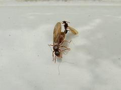 Lasius americanus