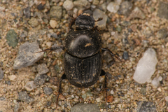 Onthophagus taurus