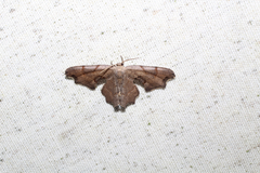 Calledapteryx dryopterata