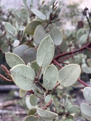 Arctostaphylos viscida mariposa