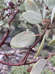 Arctostaphylos viscida mariposa
